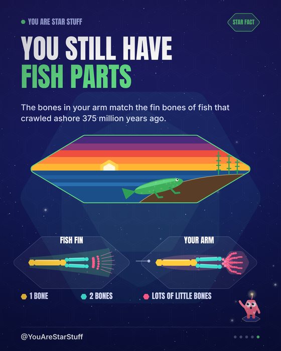 Fact card: you still have fish parts